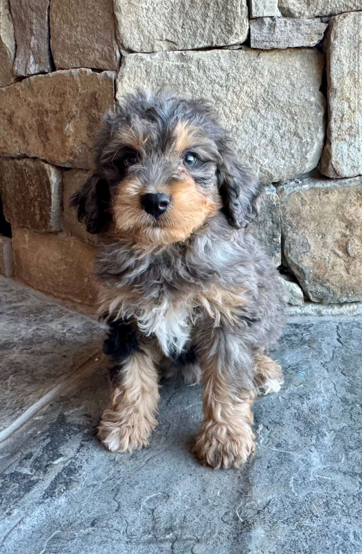 F1B Micro/Mini Bernedoodle (male) “Fritz”
