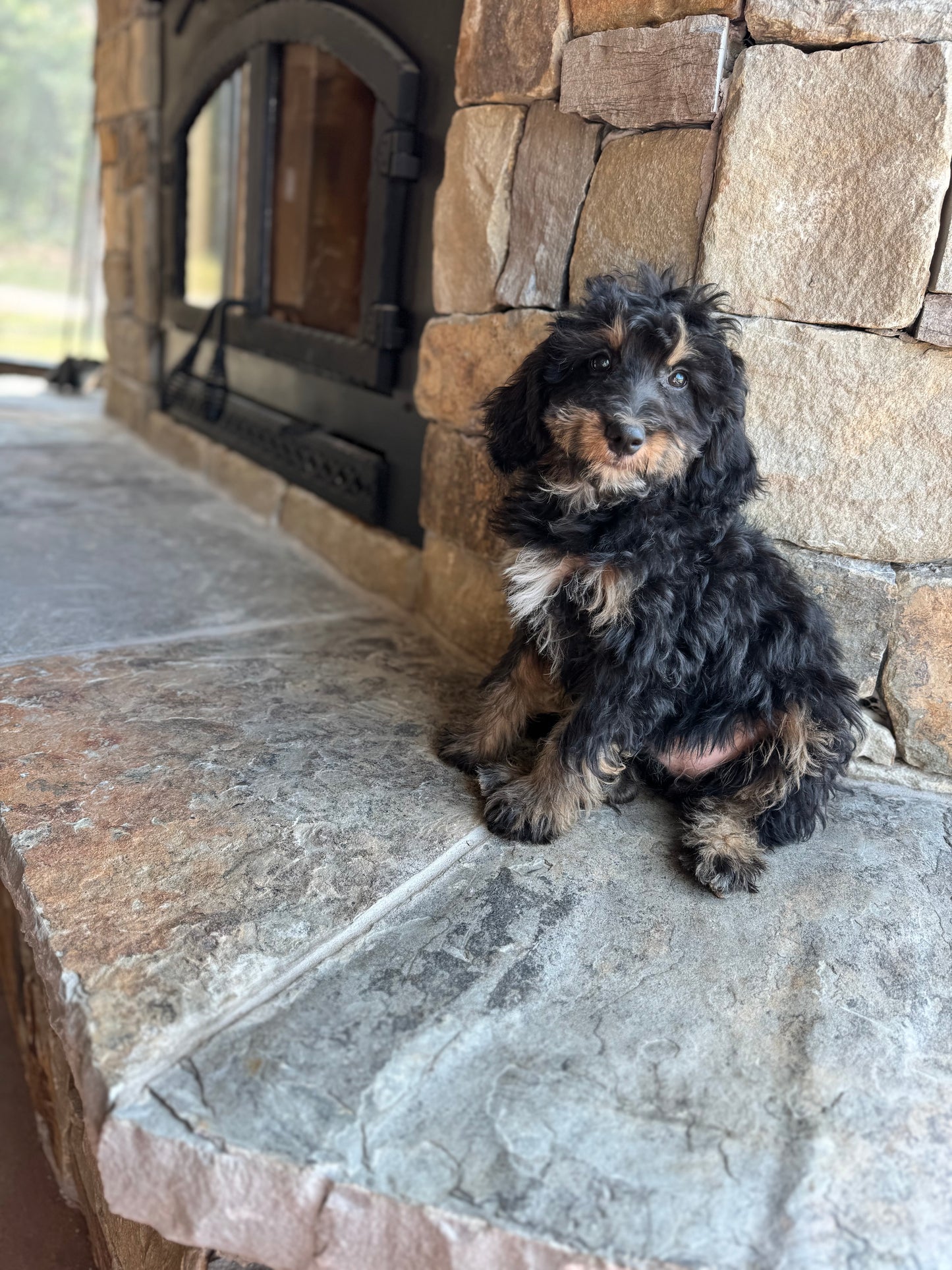 F1B mini Bernedoodle (female) “Queen”