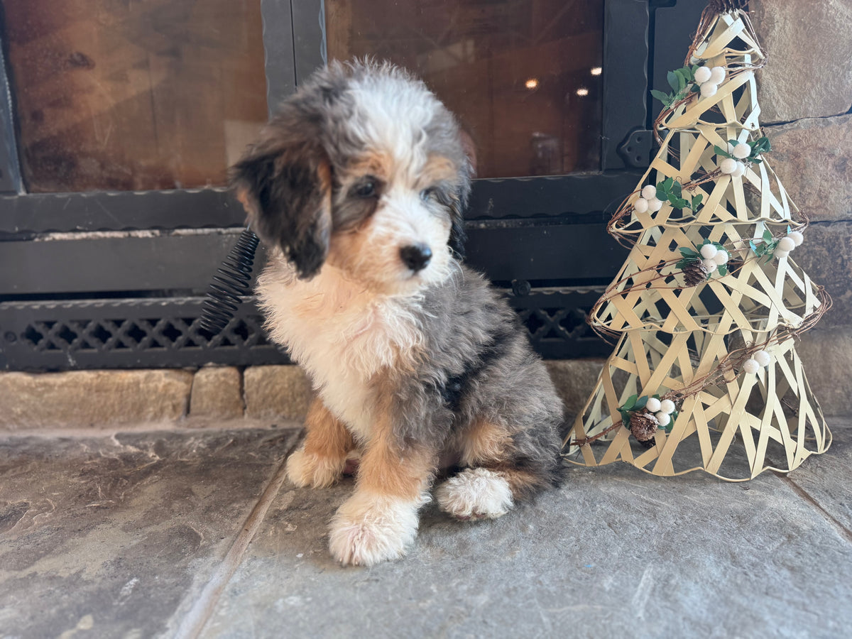 F1 Standard Bernedoodle (male) “Captain Von Trapp”