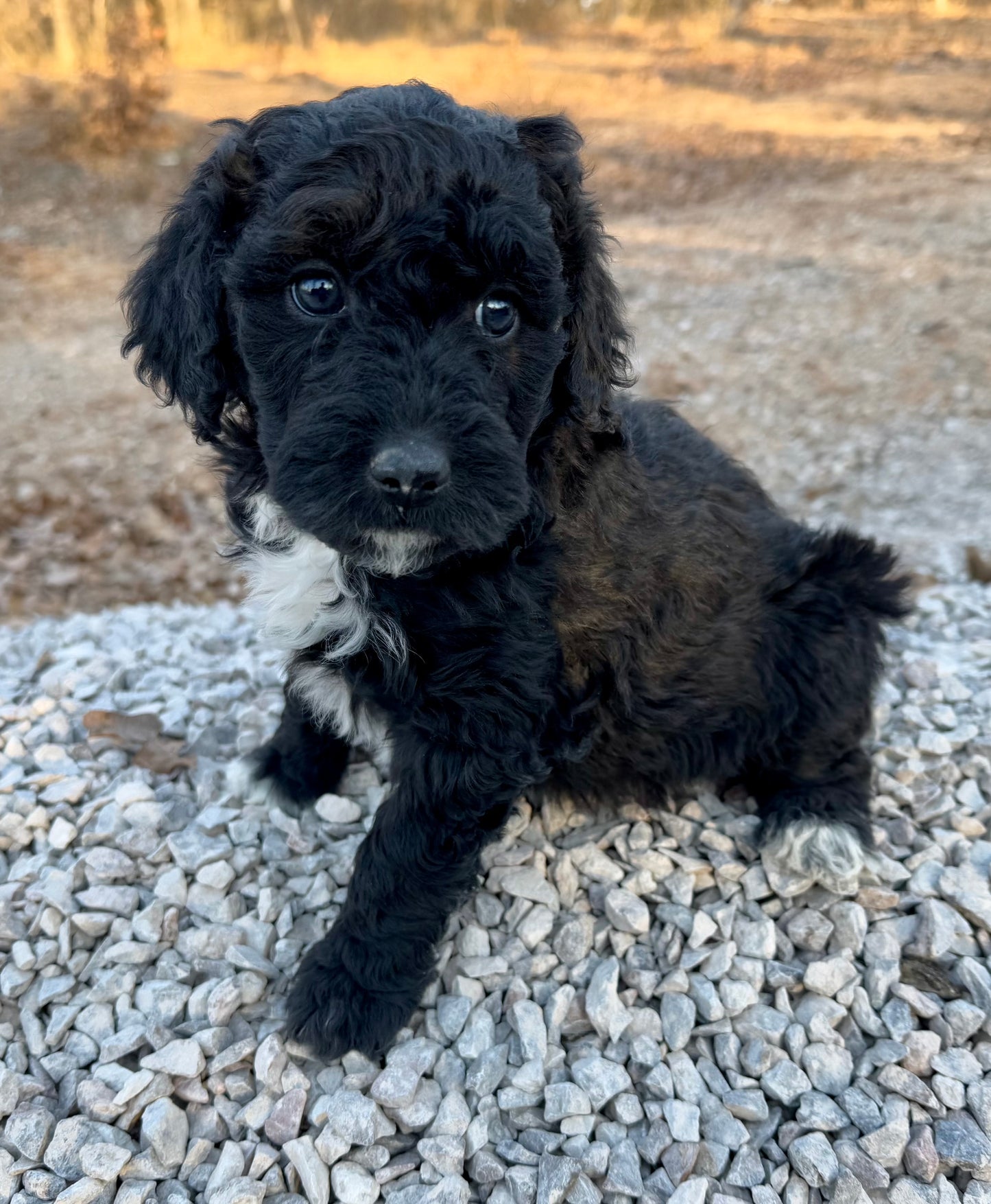 F1b Mini Bernedoodle (male) "Logan”