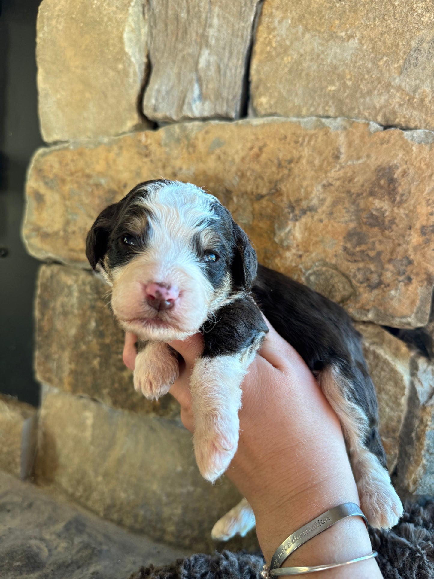 F1B Mini/ Medium Bernedoodle (female) “Root Beer”