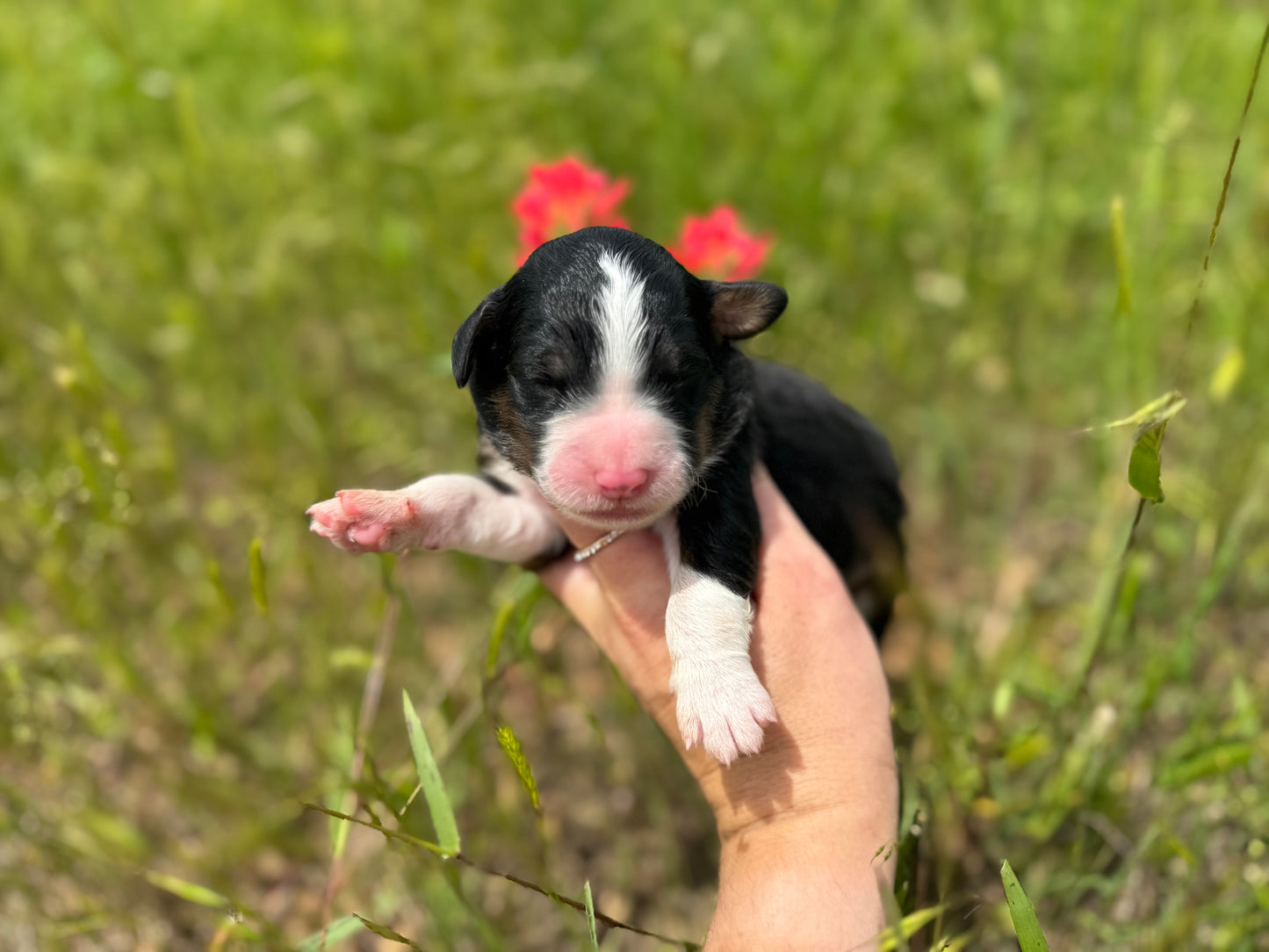 F1 Standard Bernedoodle (male) "black cat"