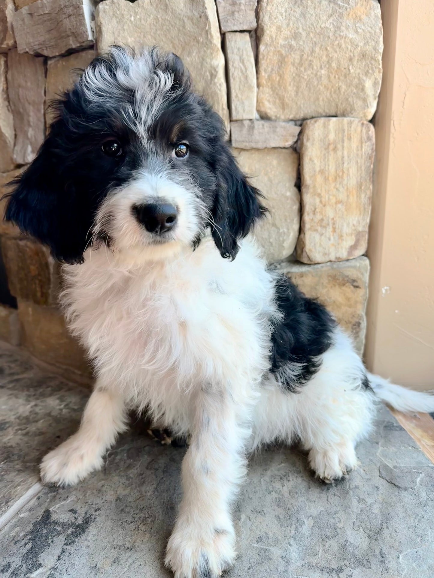 F1B Mini Bernedoodle (female) "Lisa”