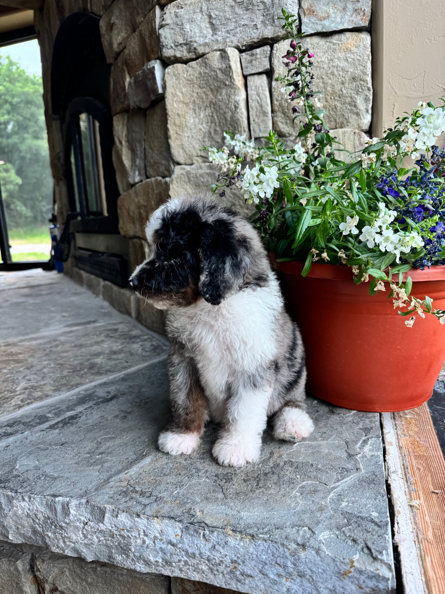 F1B Mini/ Medium Bernedoodle (female) “Coke”