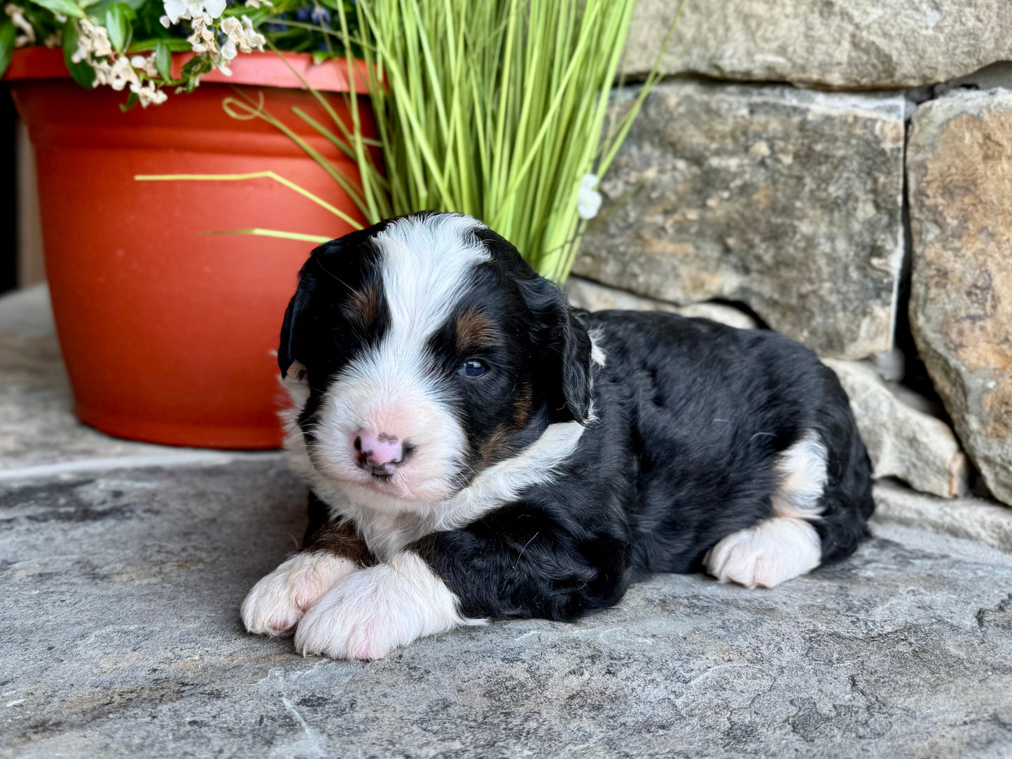F1 mini  Bernedoodle (male) "Wheat”