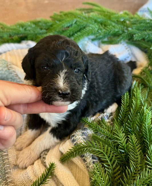 F1B Mini/Medium Bernedoodle (male) "Tom”