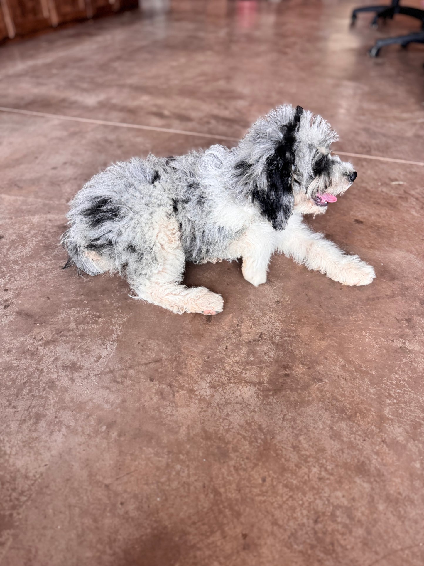 F1B Mini Bernedoodle (female) “Vivian”