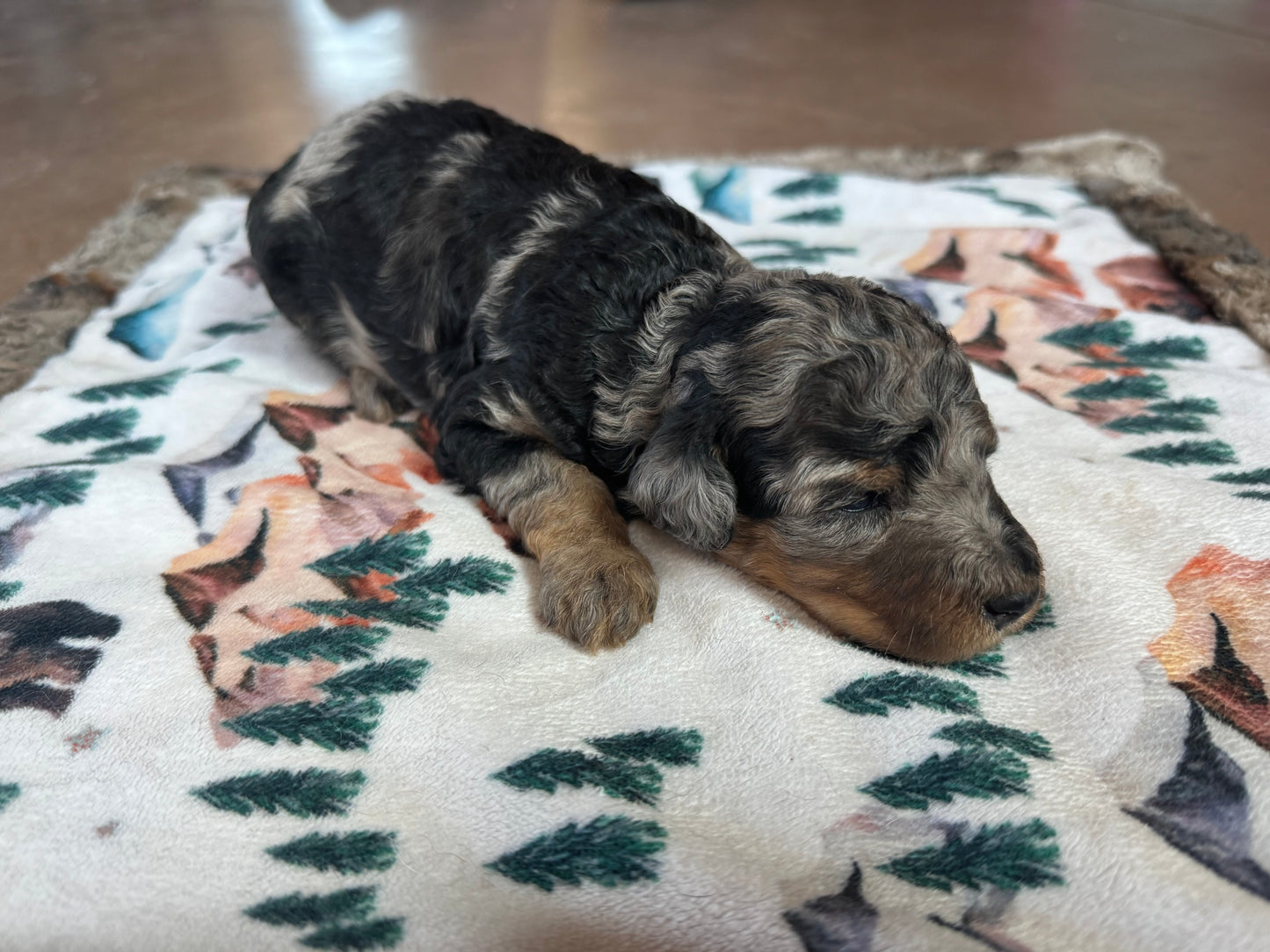 F1B Mini Bernedoodle (male) "Ham”
