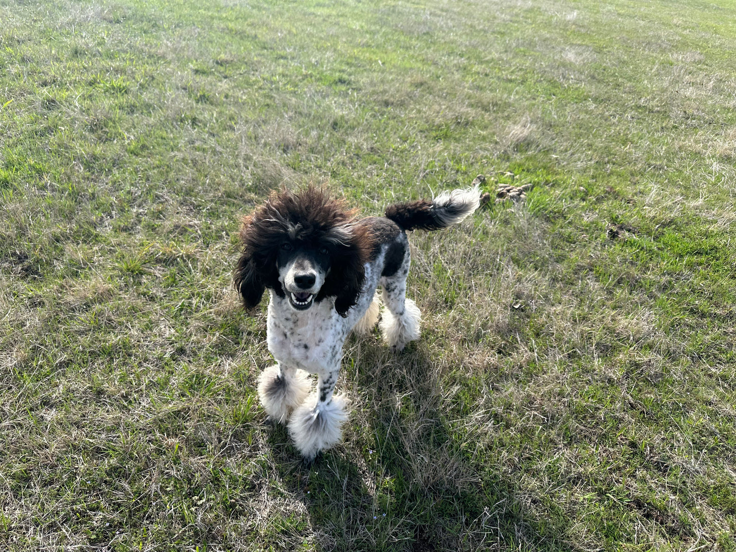 AKC Moyen Poodle "Beth Dutton"