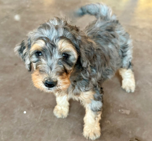 F1B Mini Bernedoodle (female) "Pumpkin pie ”