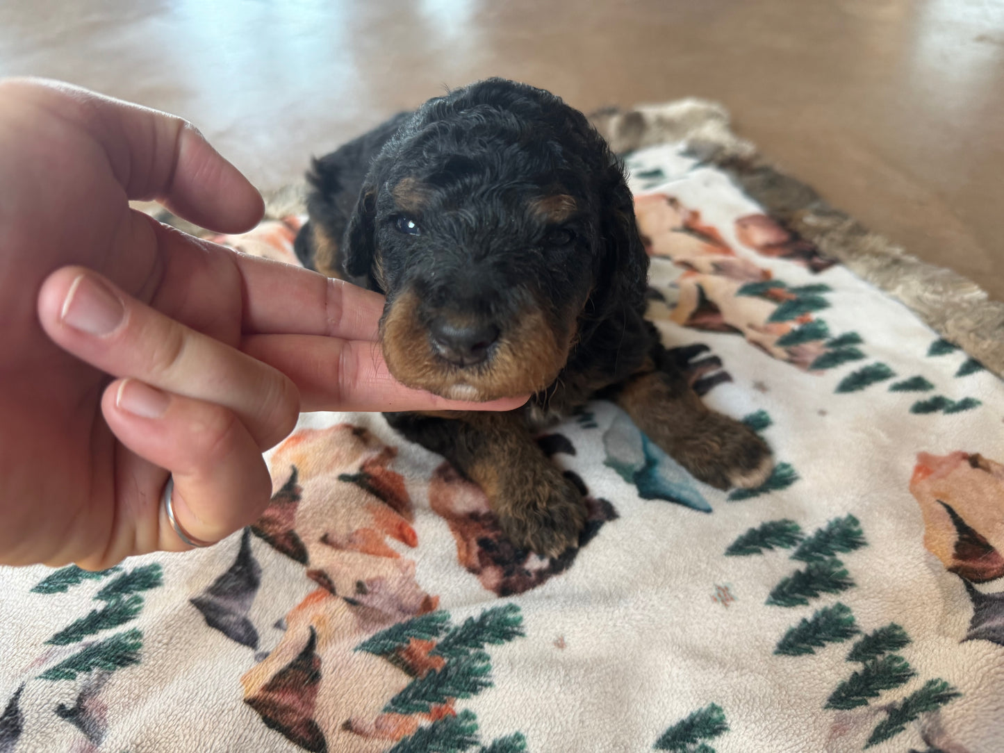 F1B Mini Bernedoodle (male) "Gravy”