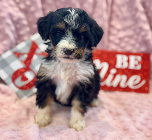 F1 Mini/medium Bernedoodle (female) "Abigail”