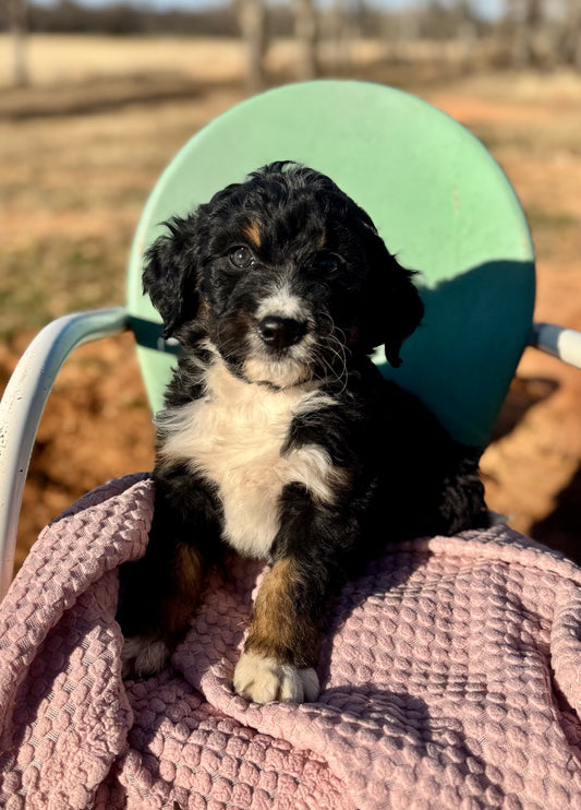 F1 Standard Bernedoodle (male) “King”