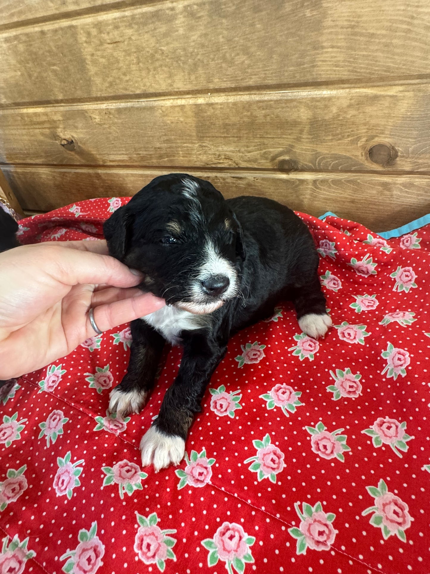 F1 Standard Bernedoodle (male) “King”