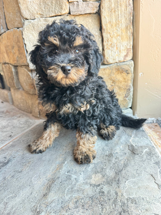 Micro/Mini Bernedoodle (female) "Pheasant”