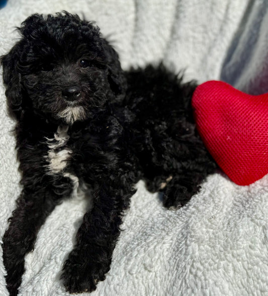 Micro Multigen Bernedoodle (female) "Emma”