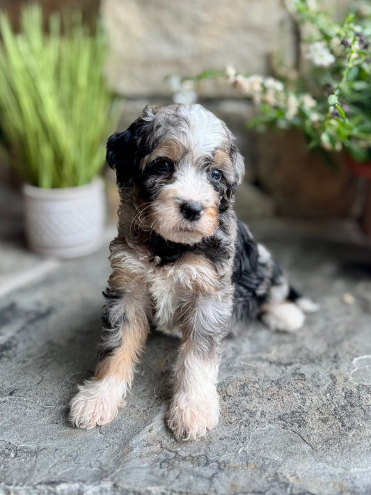 F1B mini Bernedoodle (female) “Happy”