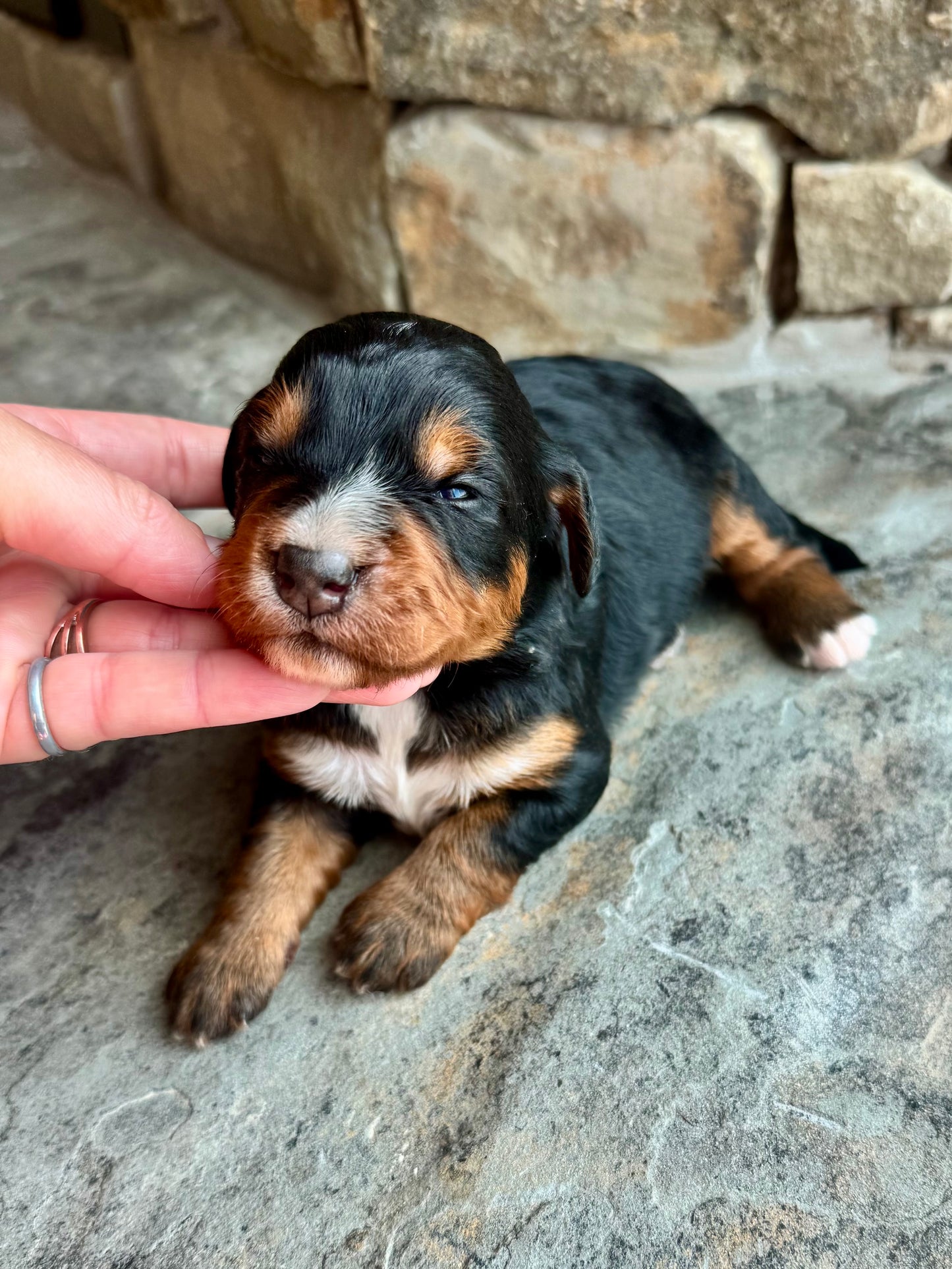 F1 mini  Bernedoodle (female) "Strawberry"