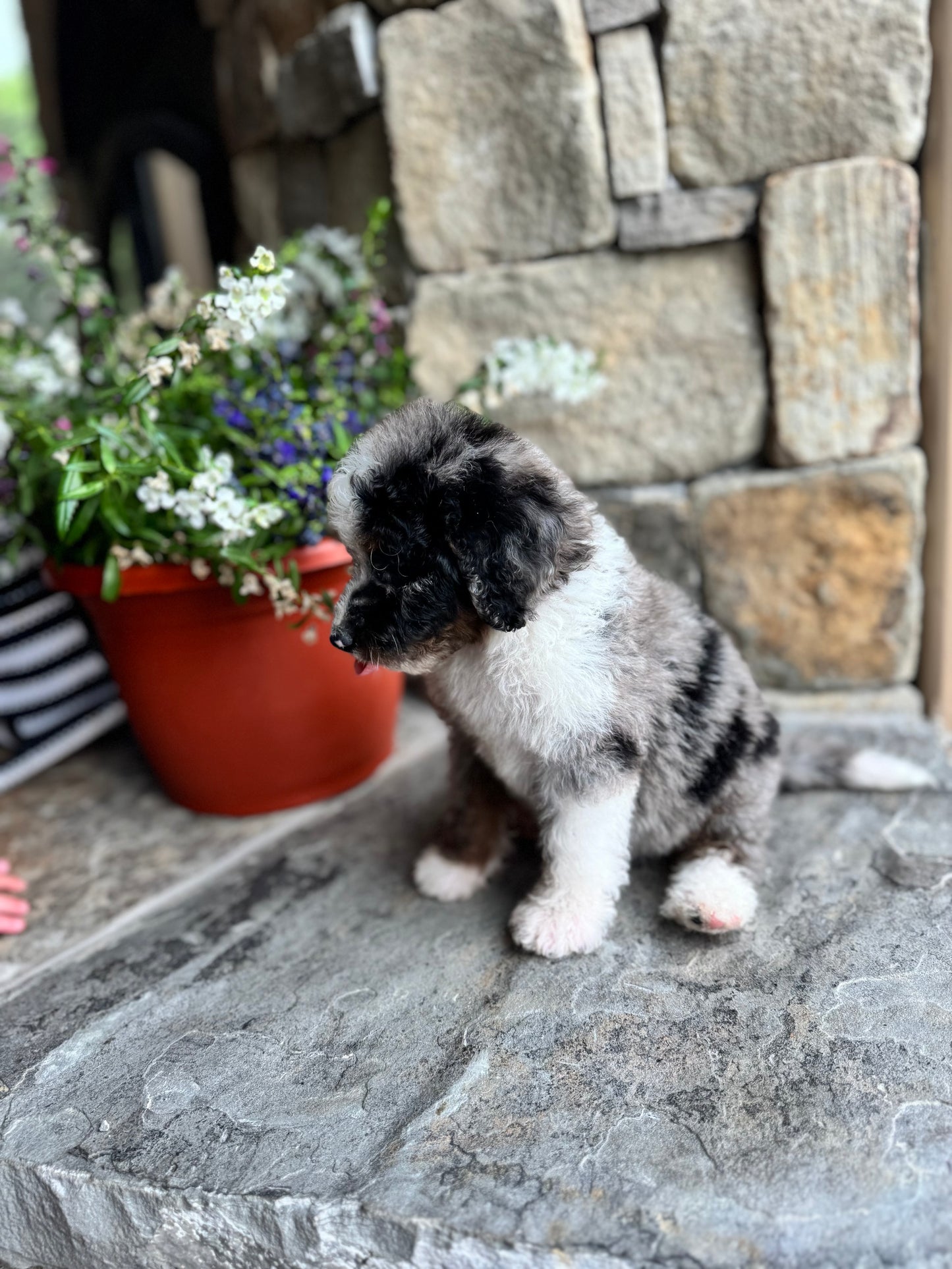 F1B Mini/ Medium Bernedoodle (female) “Coke”