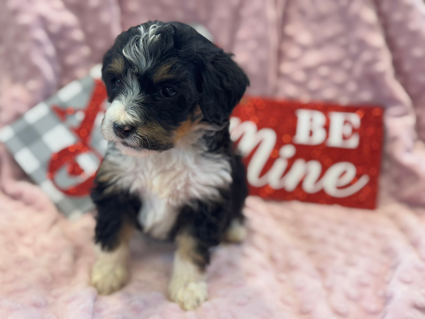 F1 Mini/medium Bernedoodle (female) "Abigail”