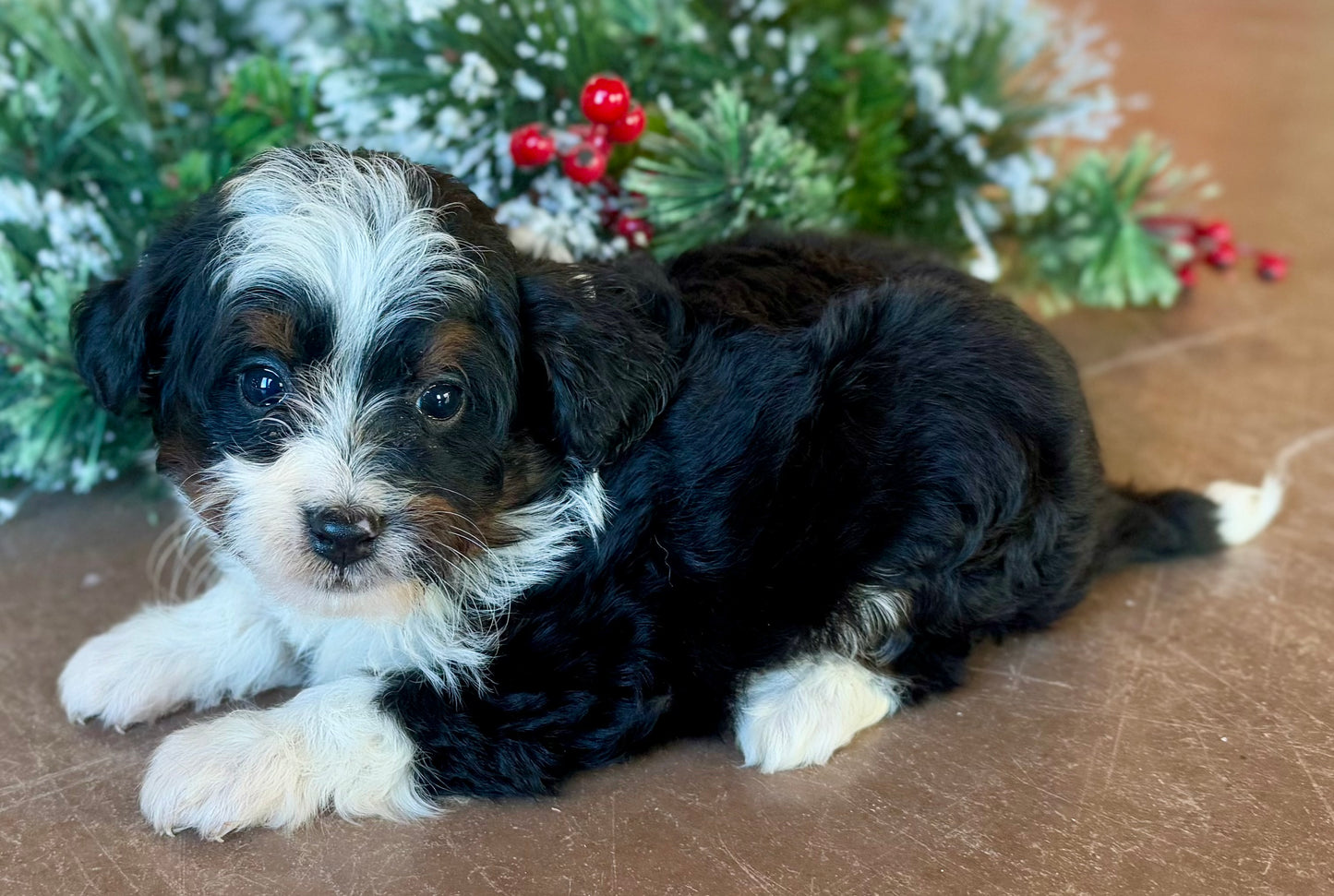 F1B Micro/Mini Bernedoodle (female) "Linnie”