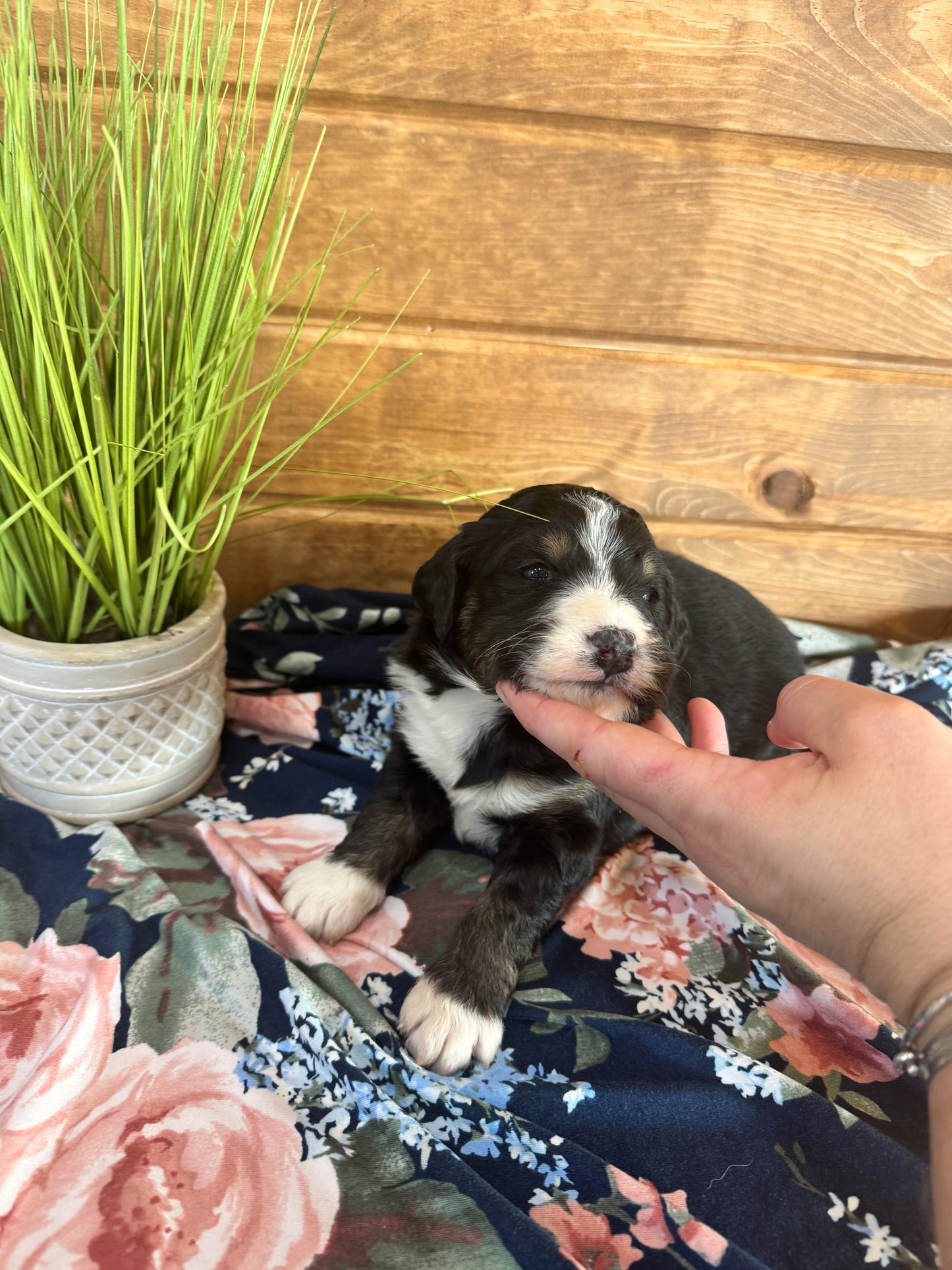 F1 Standard Bernedoodle (female) “Diamond”