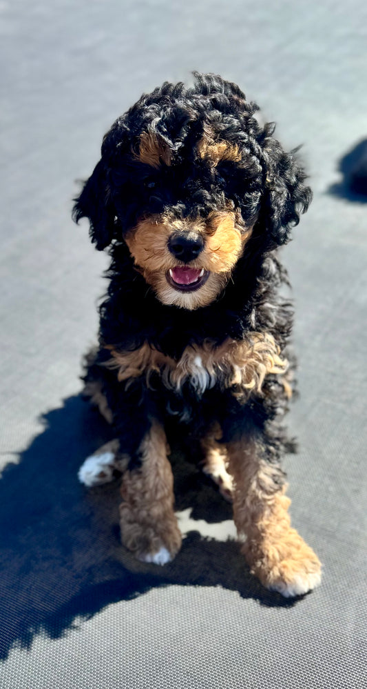 F1BB Micro/Mini Bernedoodle (female) "Bunny”