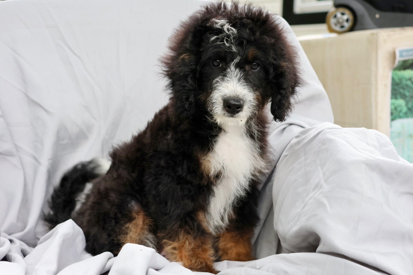 F1B Mini Bernedoodle (male) "Frank”