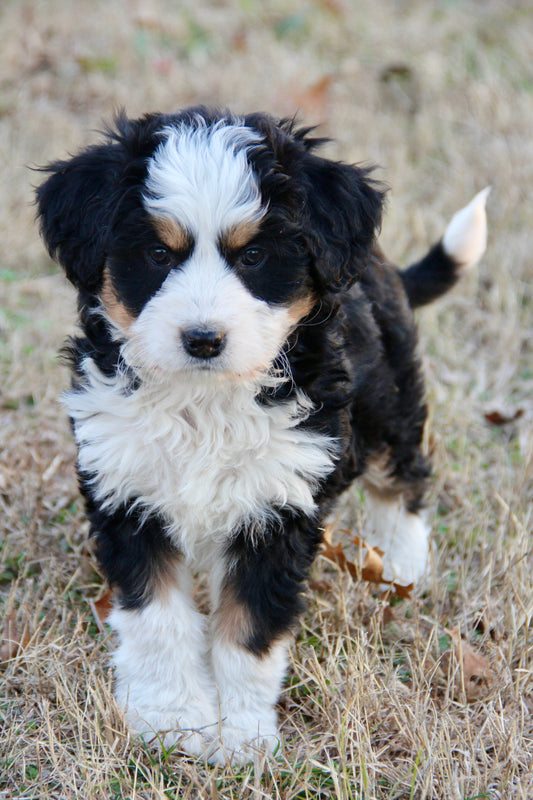 F1 Standard Bernedoodle (female) "Jules"