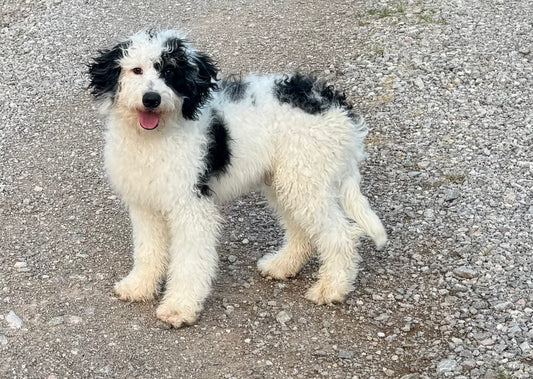 F1B Mini/Medium Bernedoodle (male) “Mountain Dew”