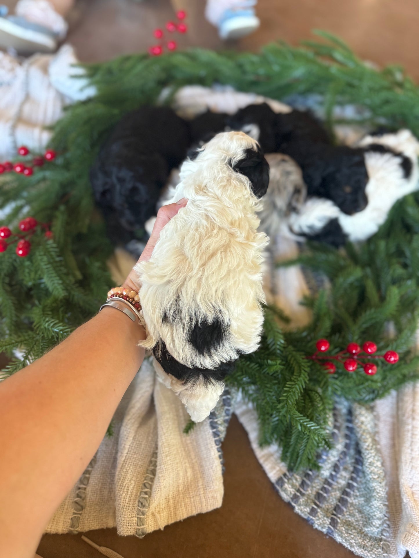 F1B Micro/Mini Bernedoodle (male) "Kevin”