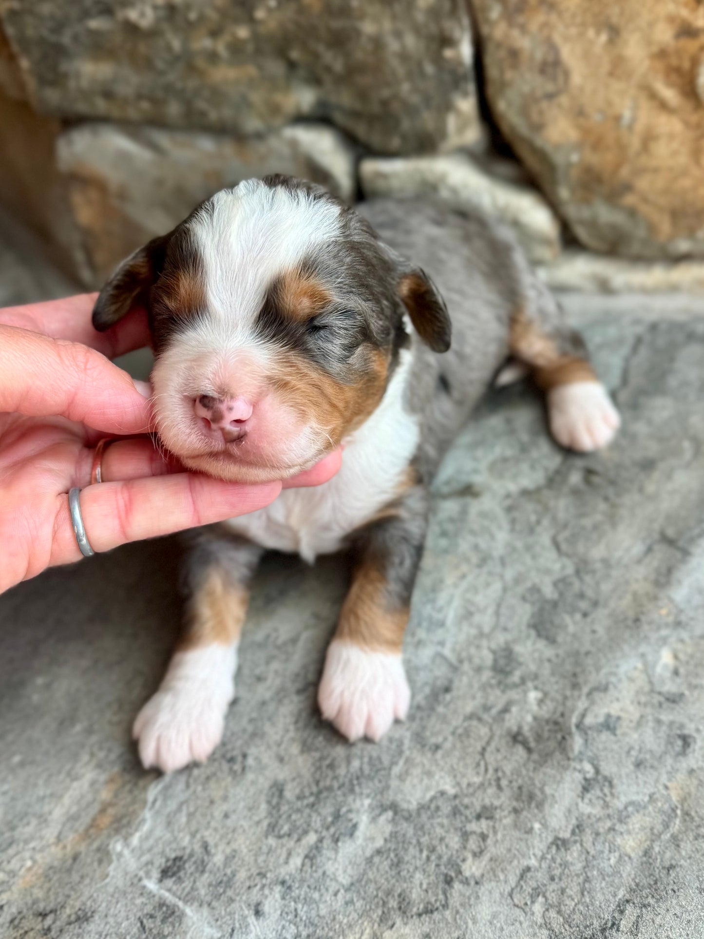 F1 mini  Bernedoodle (male) "Okra"
