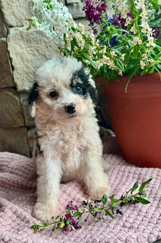 F1B Mini/Medium Bernedoodle (male) “Mountain Dew”