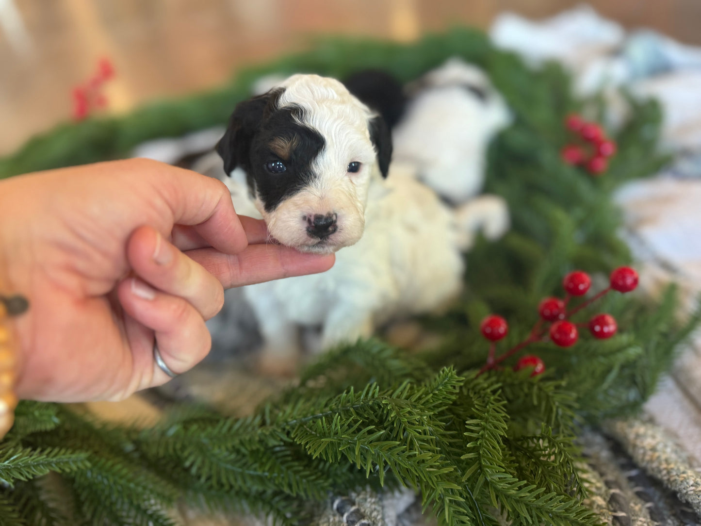 F1B Micro/Mini Bernedoodle (male) "Kevin”