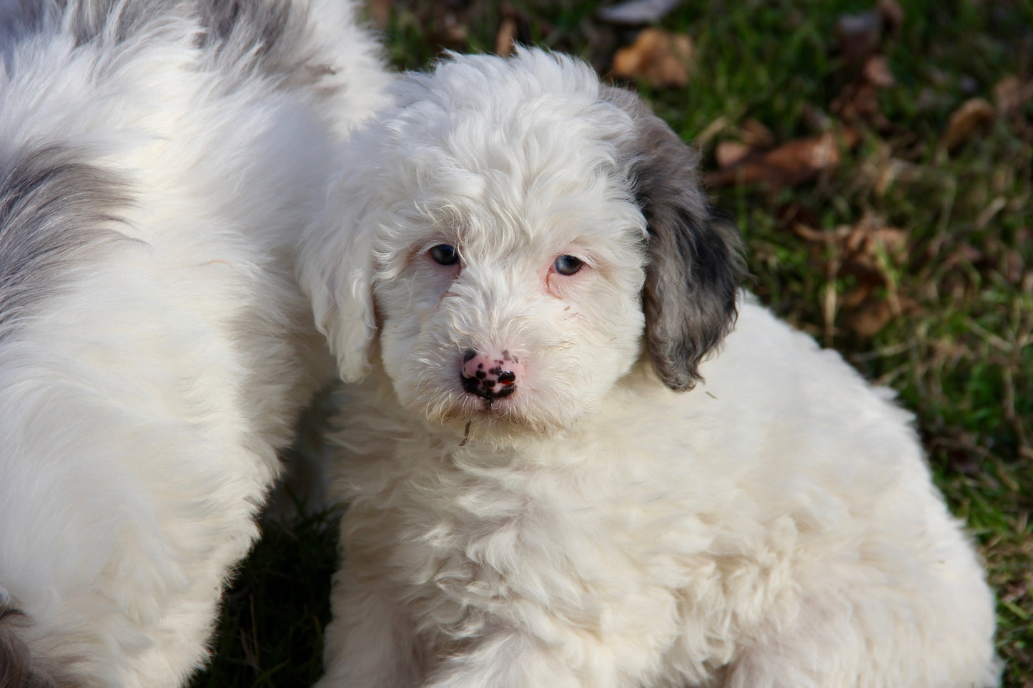 F1bb Micro/Mini Bernedoodle (male) "Lefty"