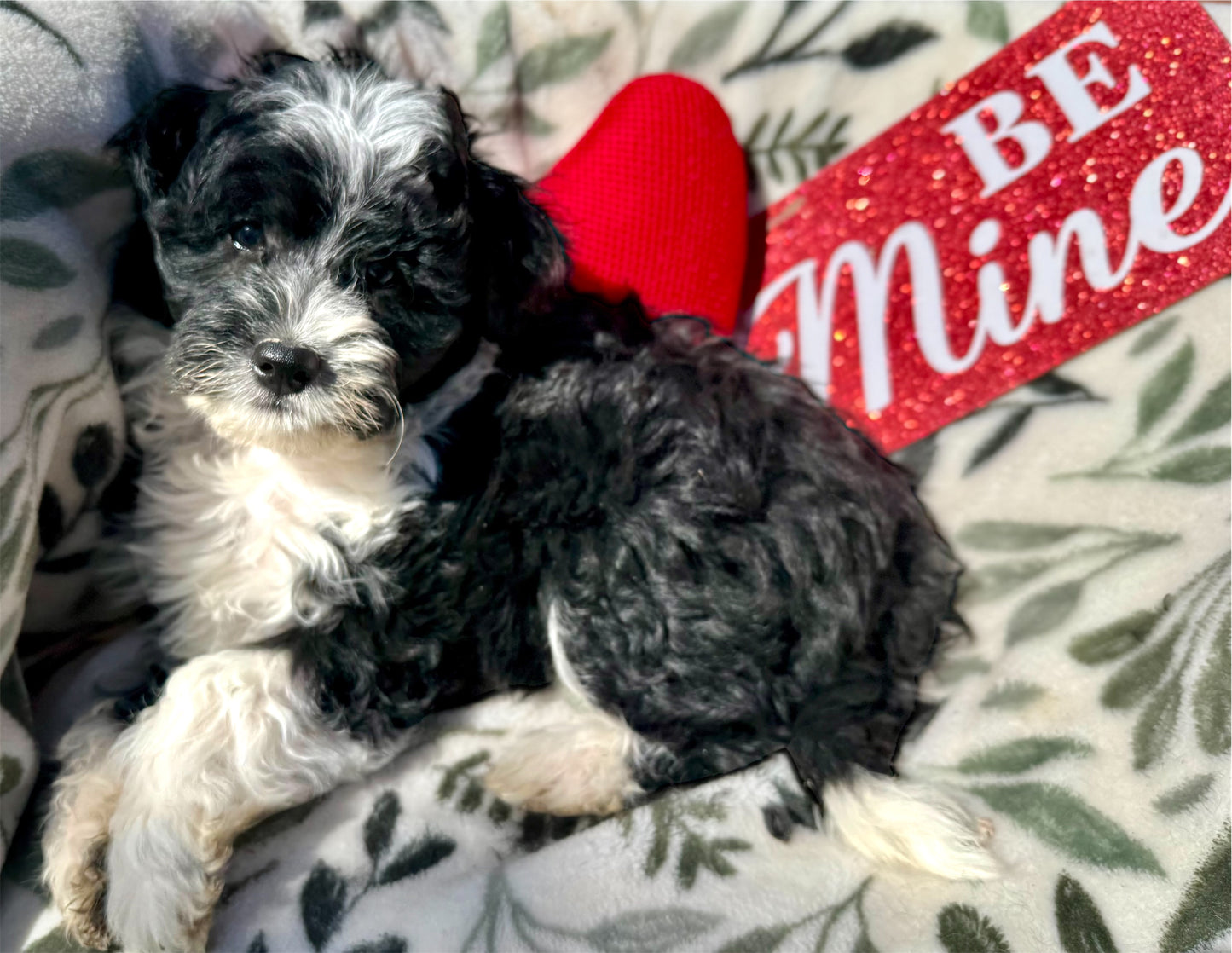 F1b Mini Bernedoodle (female) "Lorelai”