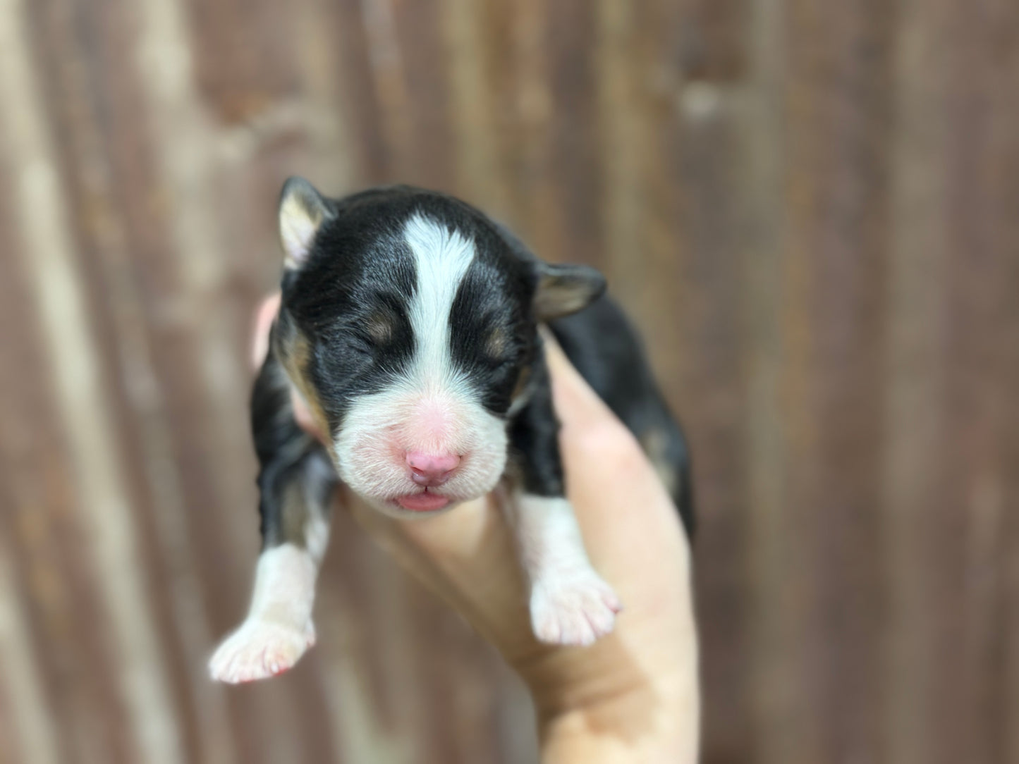 F1 Mini/medium Bernedoodle (female) "Abigail”