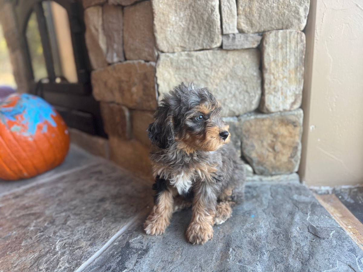F1B Micro/Mini Bernedoodle (male) “Fritz”
