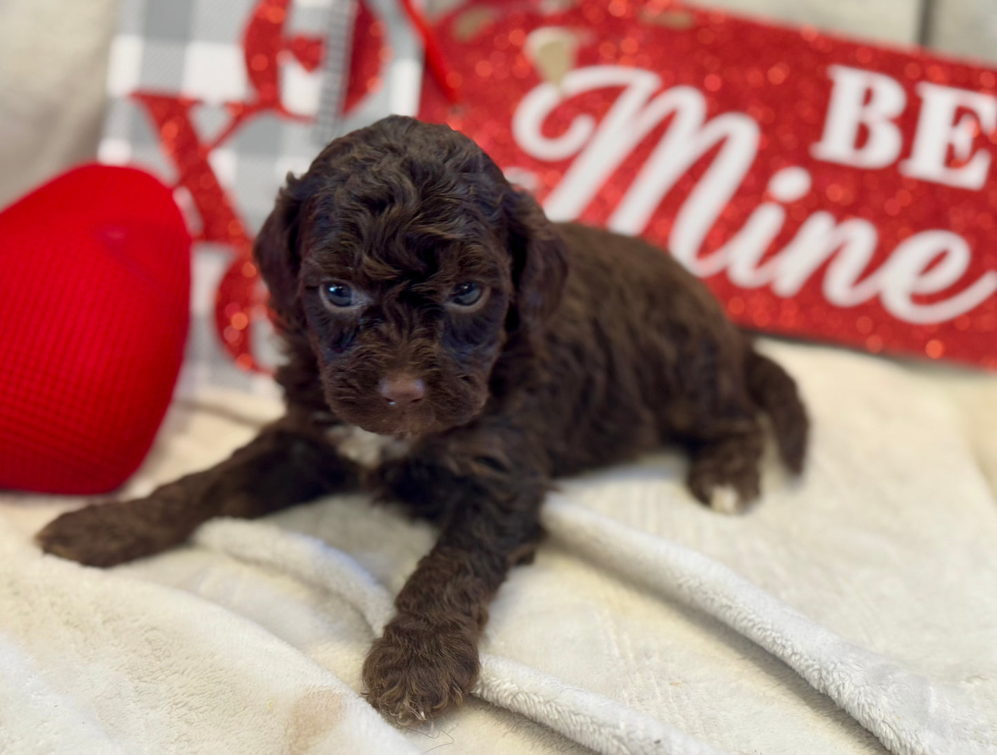 Micro Multigen Bernedoodle (female) "monica"