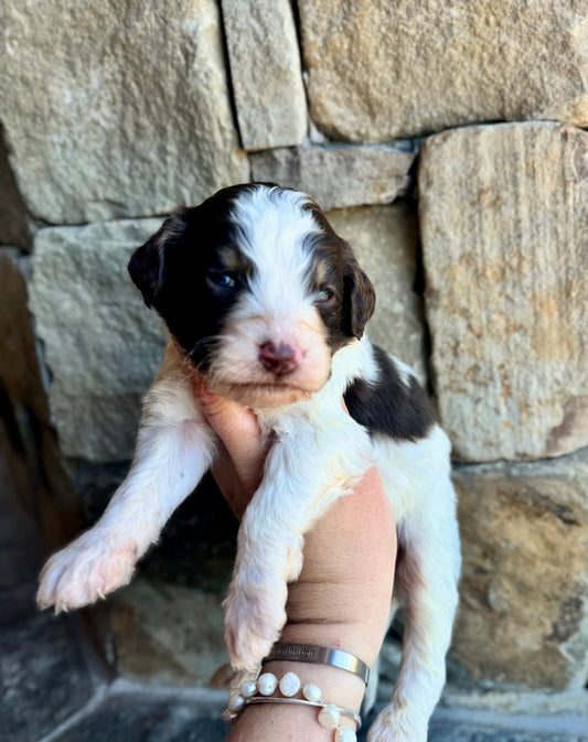 F1B Mini/ Medium Bernedoodle (male) “Diet Coke”