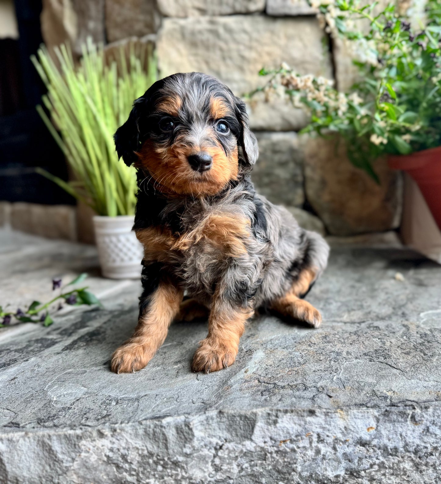 F1B mini Bernedoodle (female) “Grumpy”