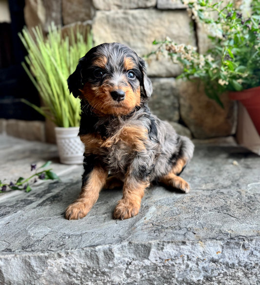 F1B mini Bernedoodle (female) “Grumpy”