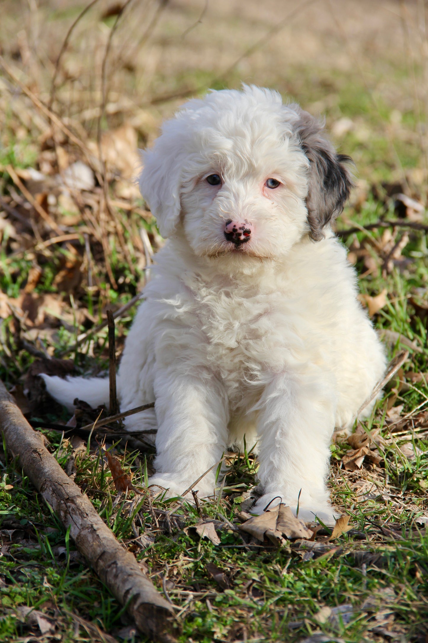 F1bb Micro/Mini Bernedoodle (male) "Lefty"