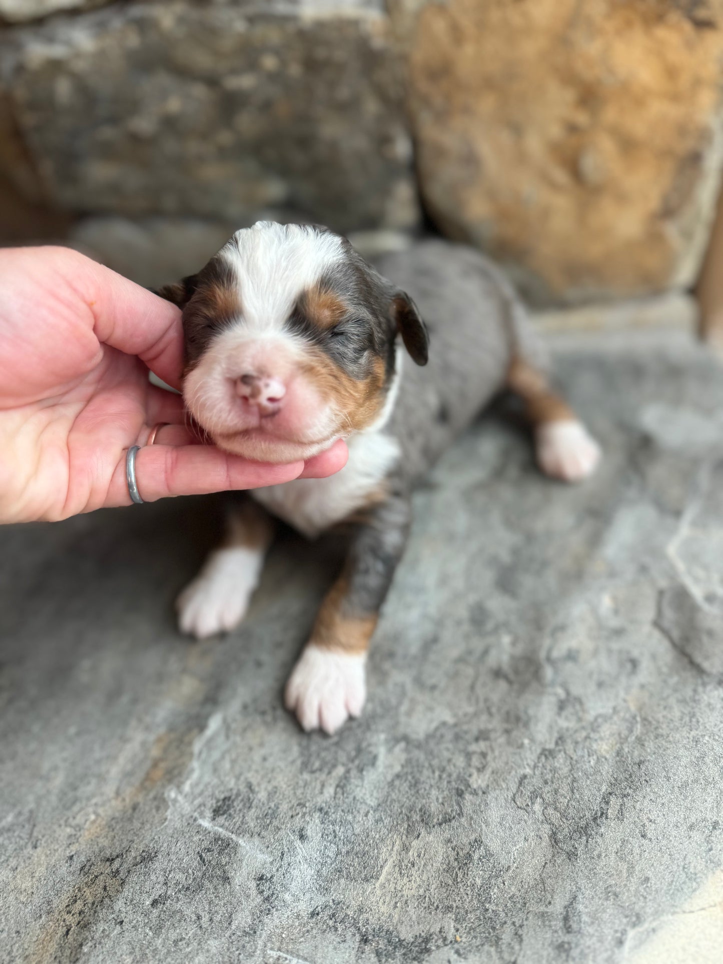 F1 mini  Bernedoodle (male) "Okra"