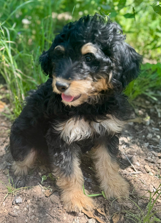F1b Mini Bernedoodle (male) "Ned”
