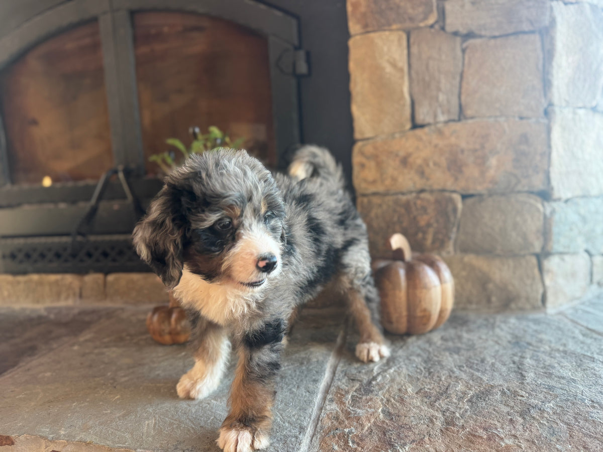 F1 Standard Bernedoodle (male) “Captain Von Trapp”