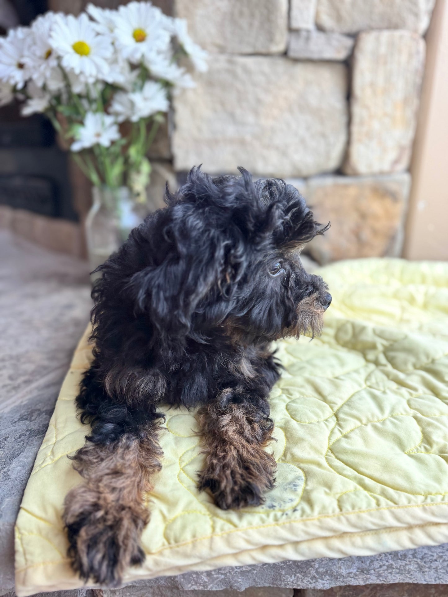 Micro/Mini Bernedoodle (female) "Mrs. Rabbit”