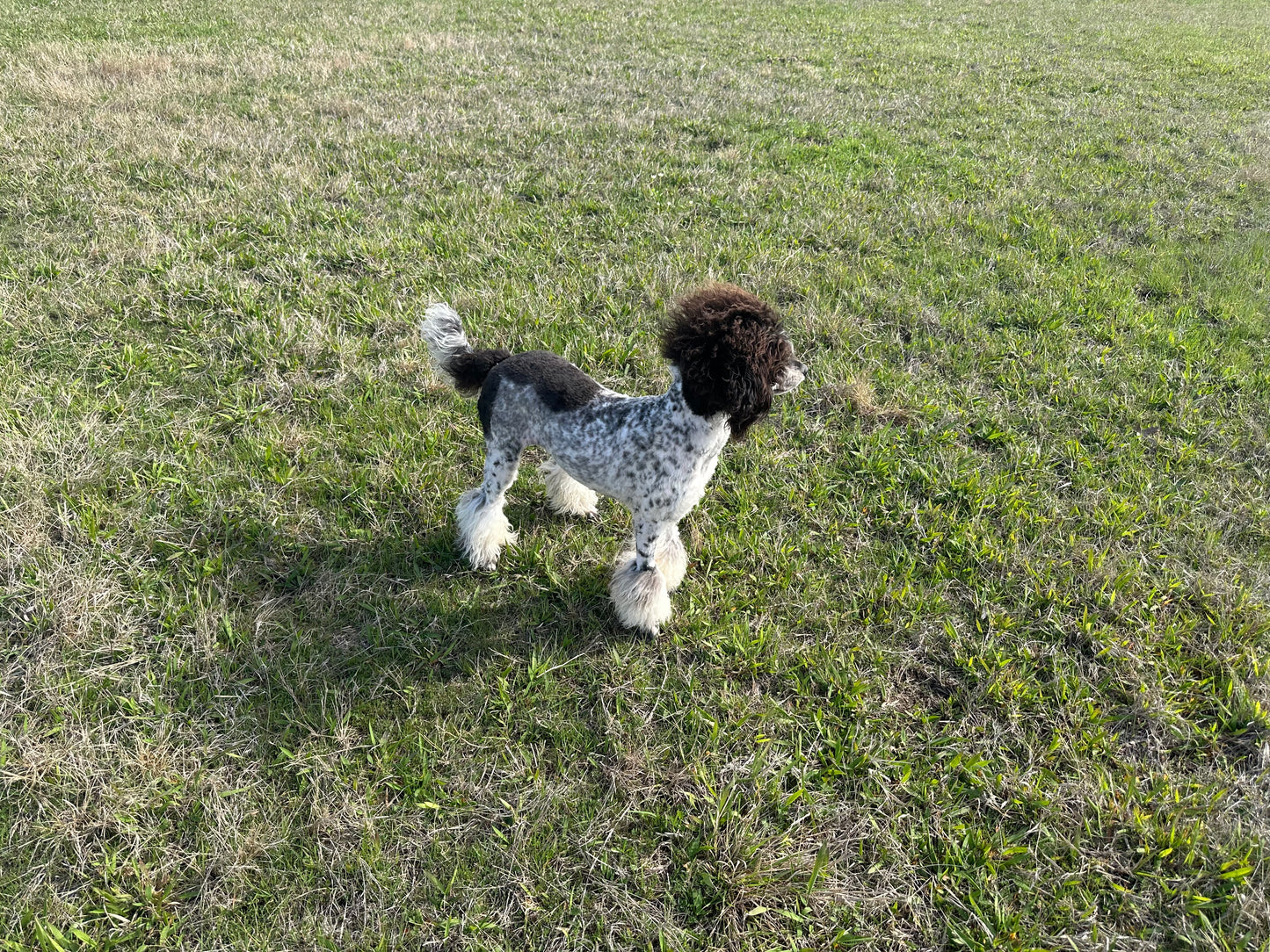 AKC Moyen Poodle "Beth Dutton"