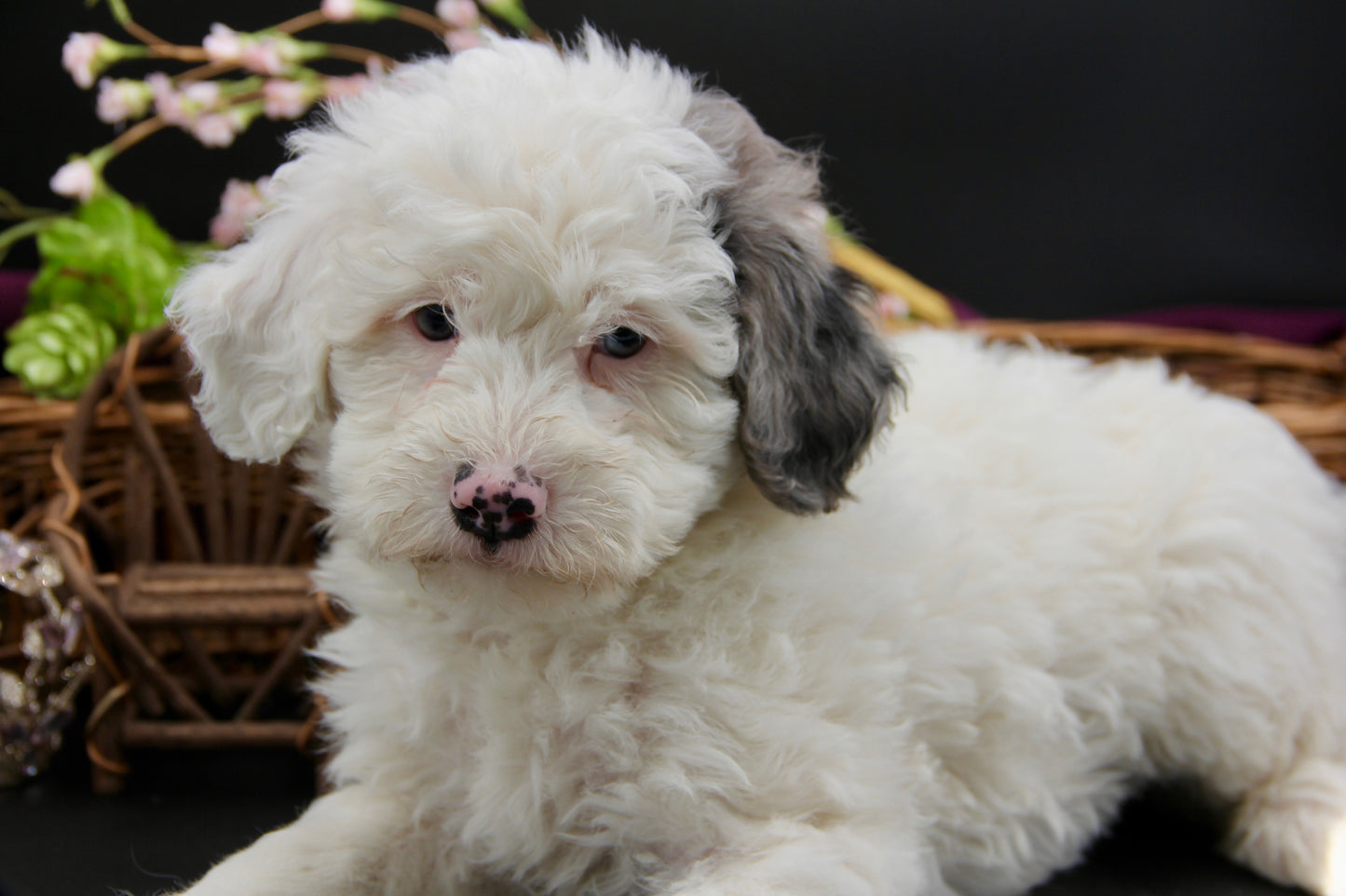 F1bb Micro/Mini Bernedoodle (male) "Lefty"