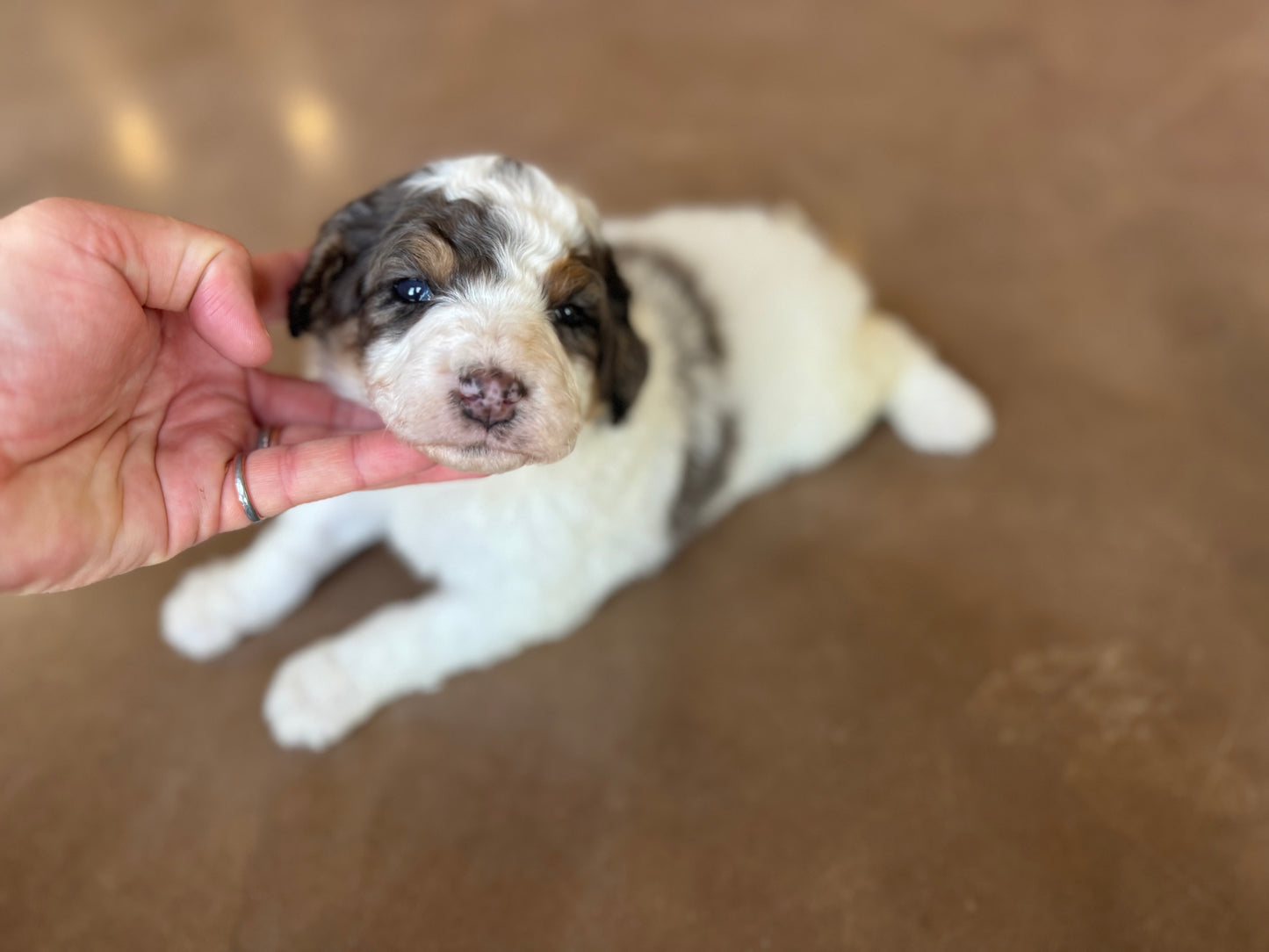 F1B Mini Bernedoodle (male) "Hopper”